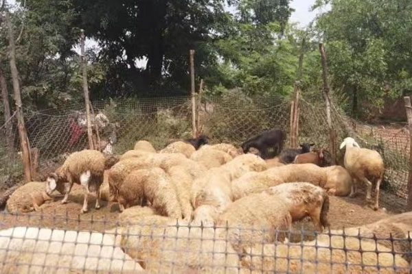 ¼ÒÀïµÄÑòȦ ¼ÒÀïµÄÑòȦ